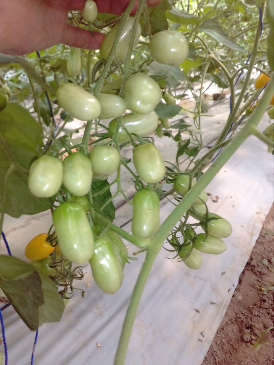 hamirpur, Tomato, new variety