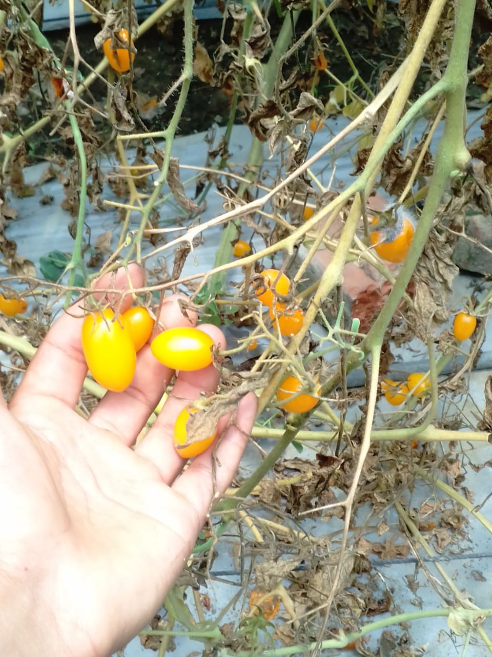 hamirpur, Tomato, new variety