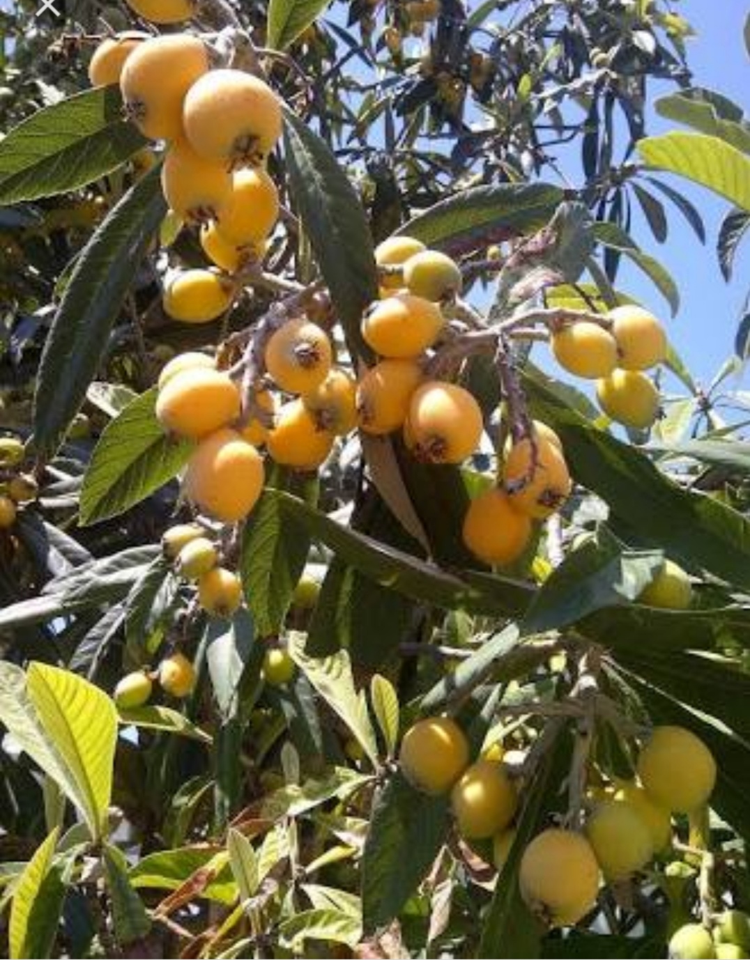 oss of pulp crop in kangra