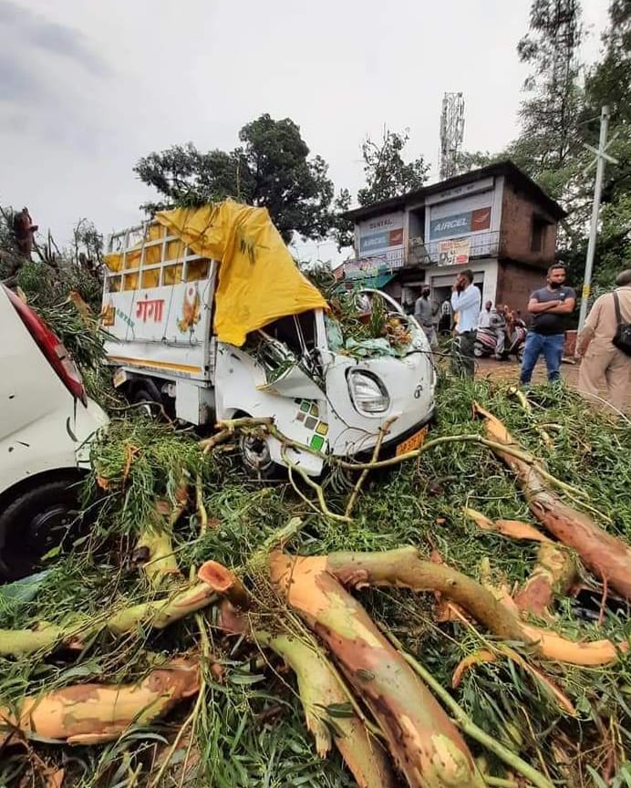 tree falls in dharamshala