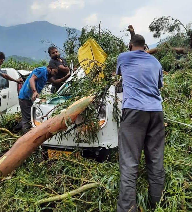 tree falls in dharamshala