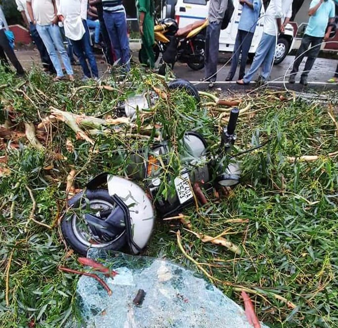 tree falls in dharamshala