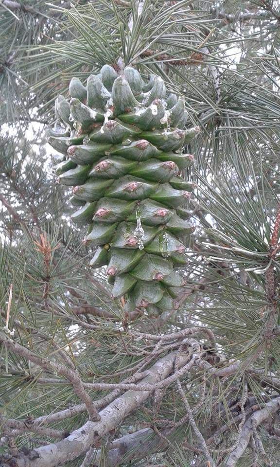 chilgoza pine trees