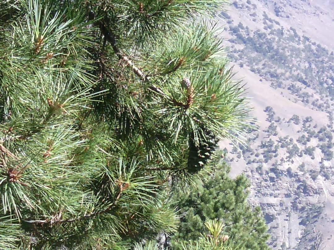 chilgoza pine trees