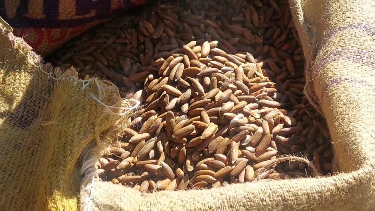 Pine nuts in kinnaur market