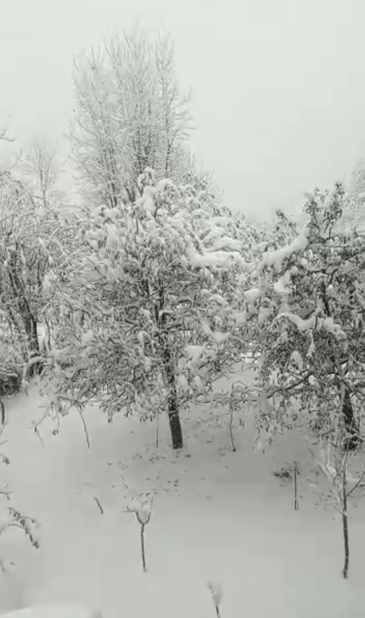 snowfall in kinnaur.