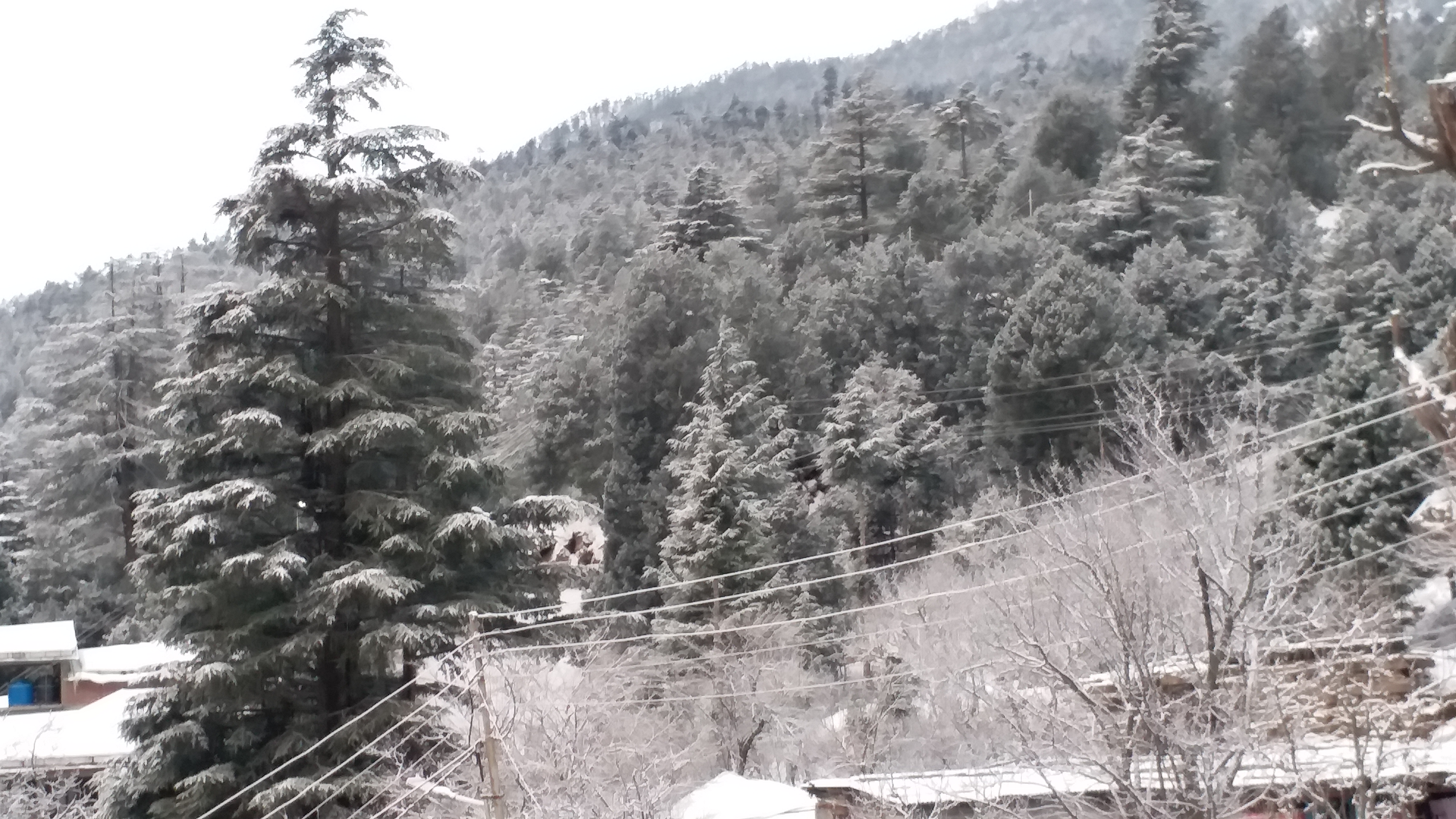 fresh snowfall started in kinnaur