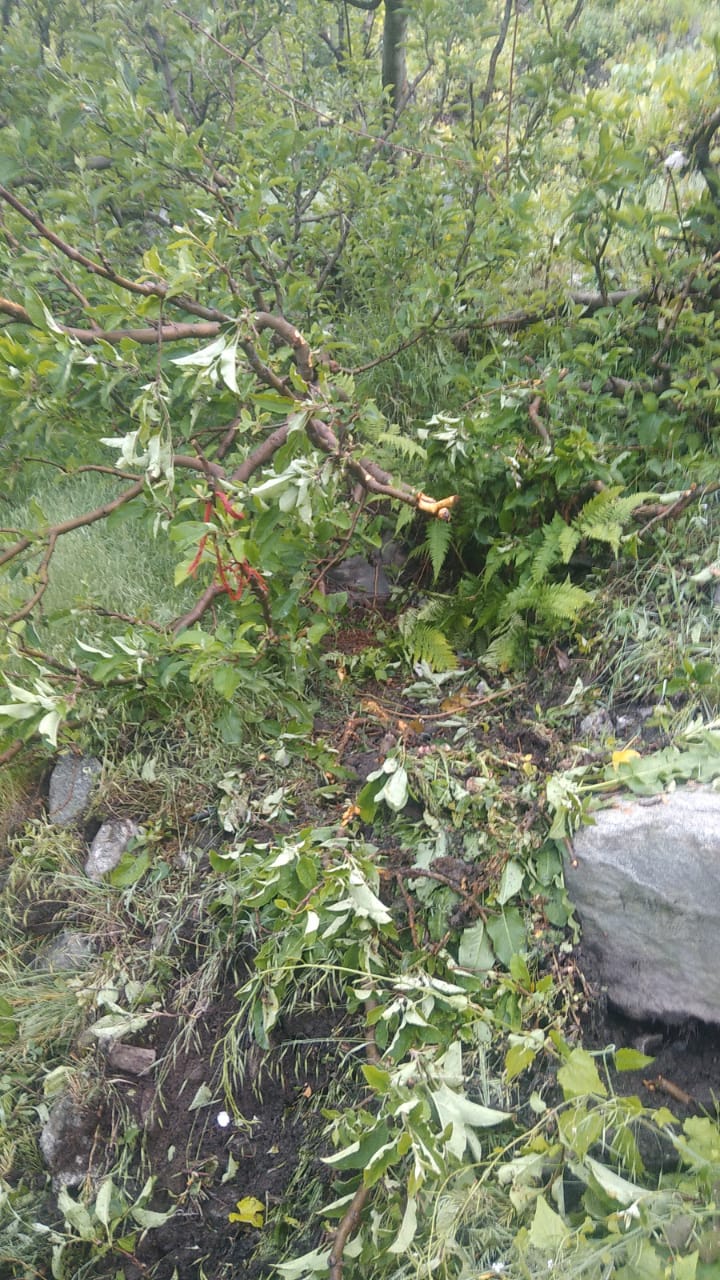 Apple Orchards damage due to stones falling from Tangling hills In Kinnaur