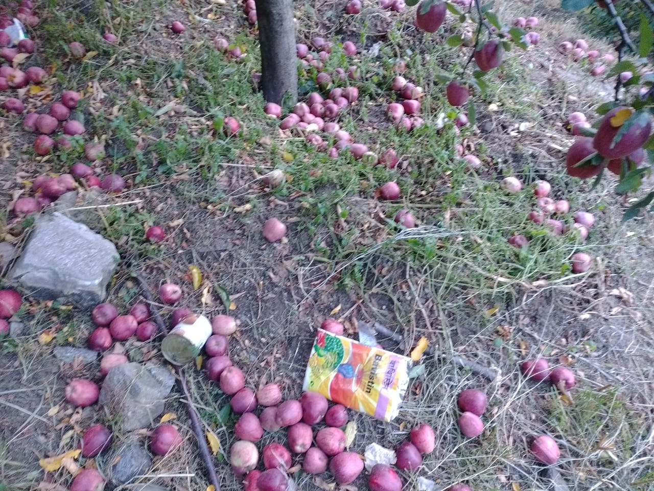 Apple falls due to strong storm in Yangpa of Kinnaur