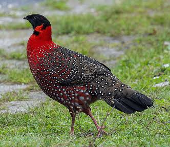 Himachal state bird Jajurana