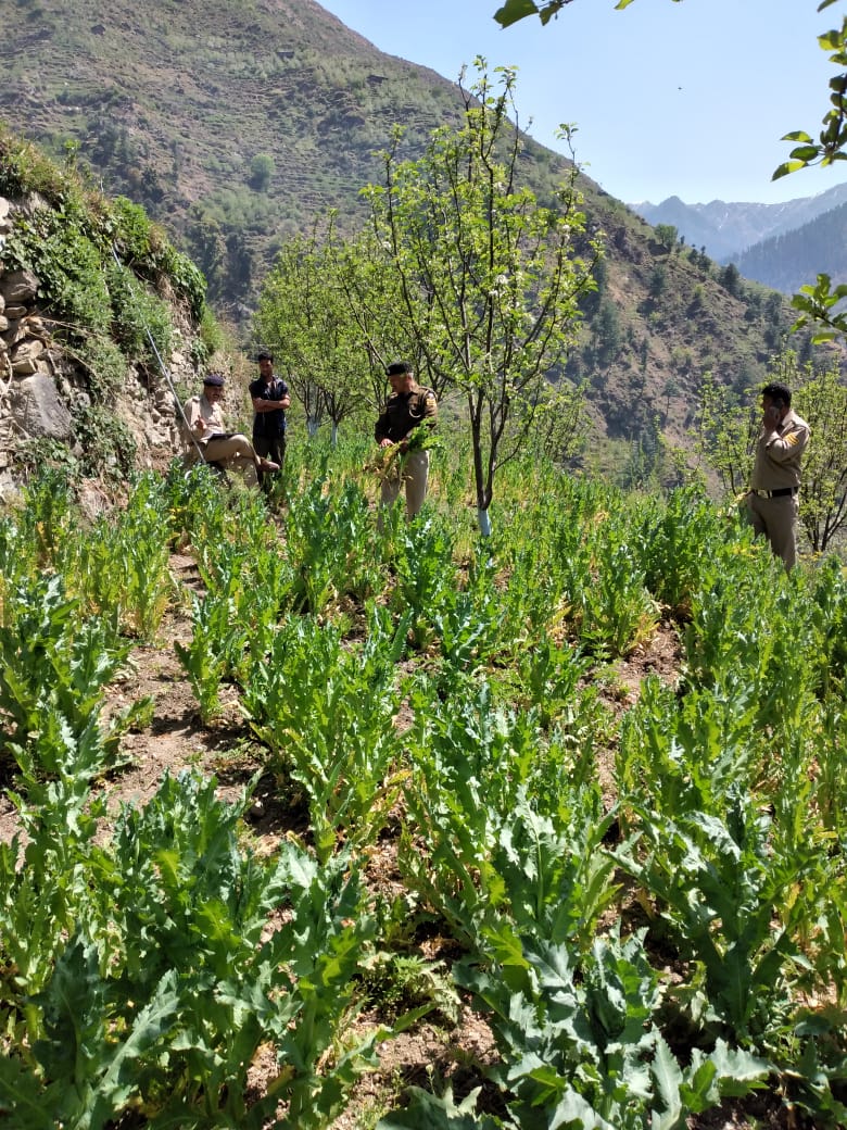 Illegal cultivation of opium in Kullu