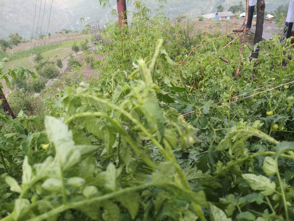 rain and hailstorm in kullu