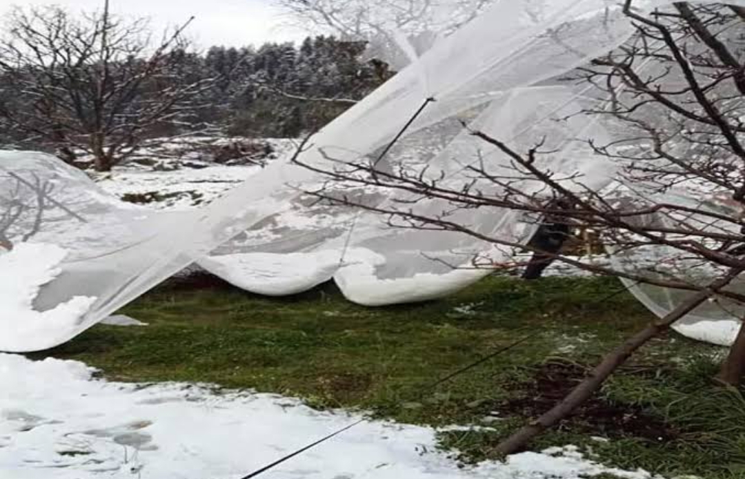 Damage to crops due to rain in Himachal