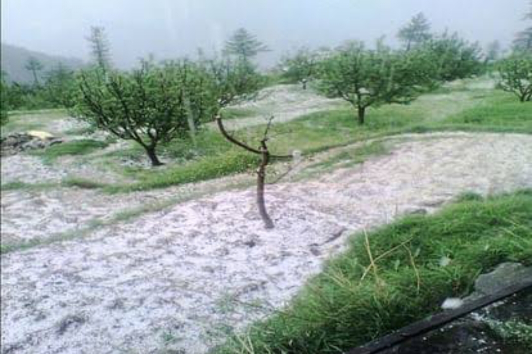 Damage to crops due to rain in Himachal