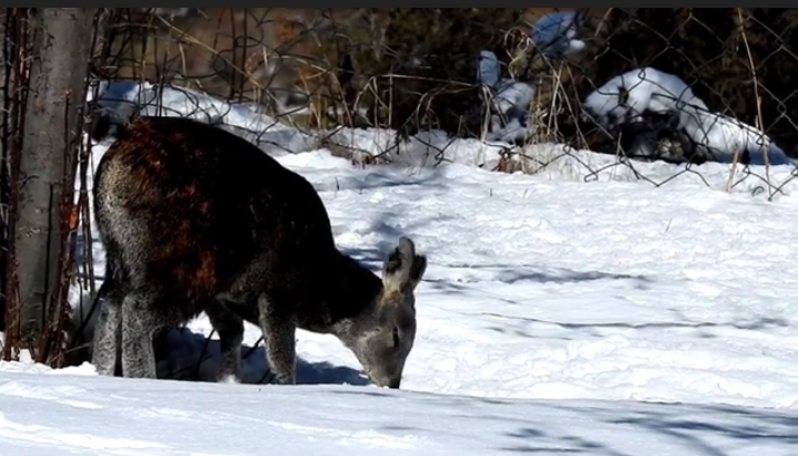 musk deer seen in Lahaul