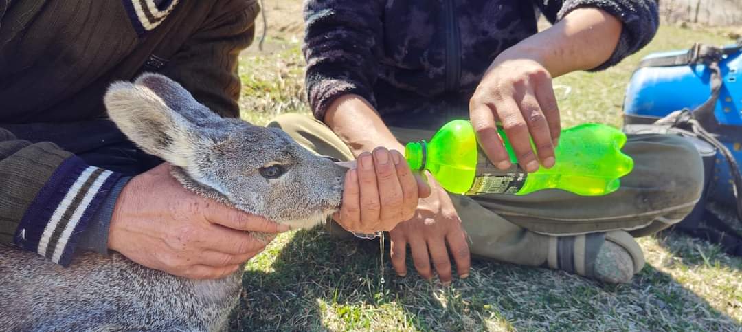 2 youths rescue musk deer in Rape village