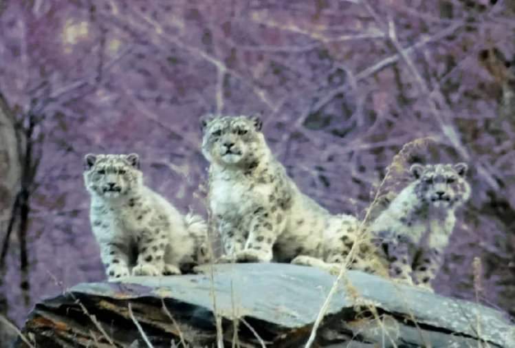 snow leopard lahul spiti news, हिम तेंदुआ लाहौल स्पीति न्यूज