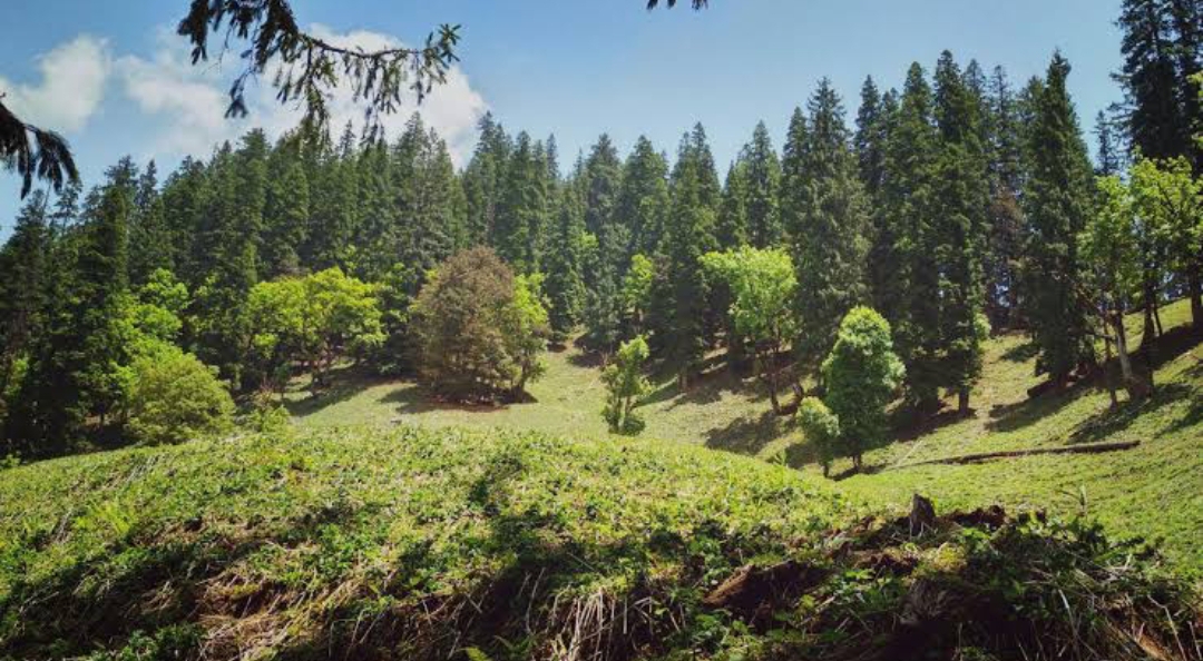 हिमाचल प्रदेश में हर साल करोड़ों सैलानी यहां की प्राकृतिक सुंदरता का मजा लेने के लिए आते हैं