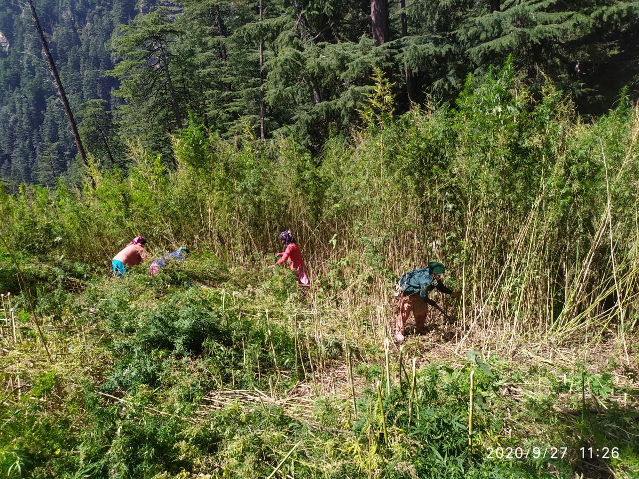 Devdhani Mahila Mandal started  Bhang Ukhado campaign in Kullu