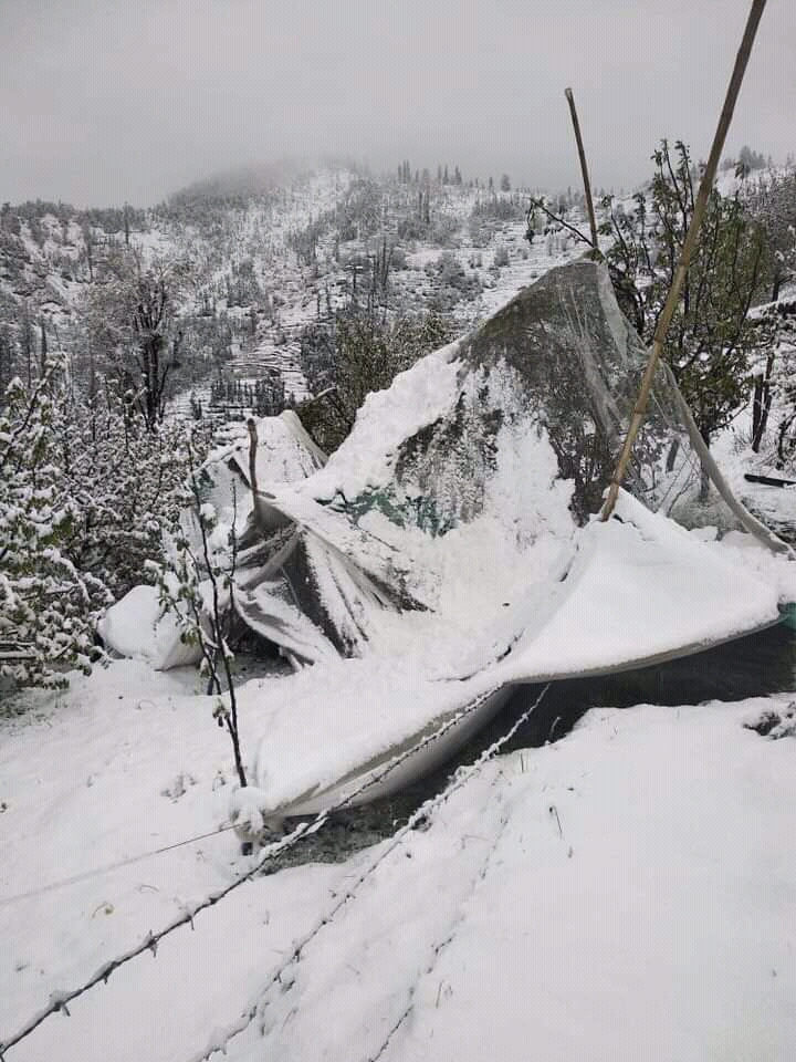 mandi hail storm news, मंडी ओलावृष्टि न्यूज