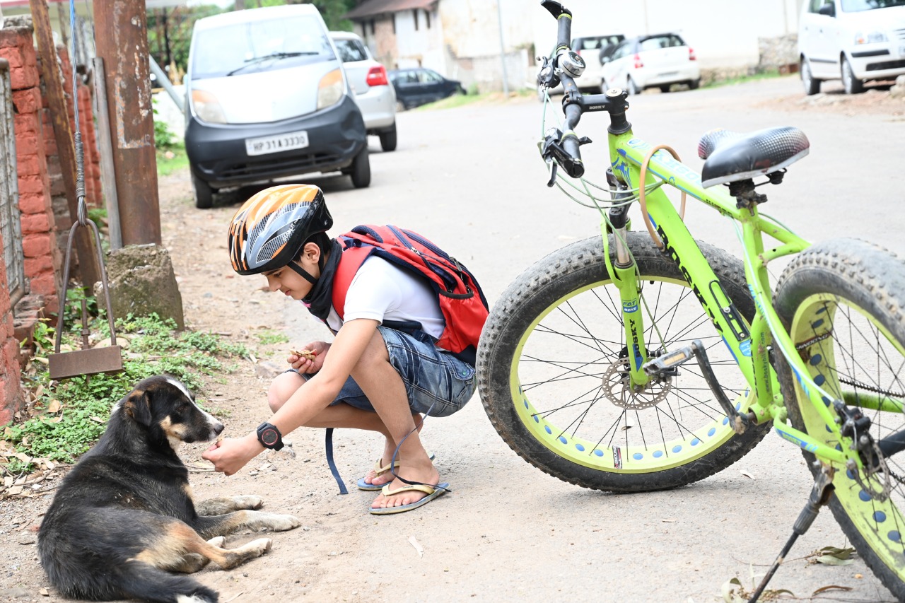 food to stray animals