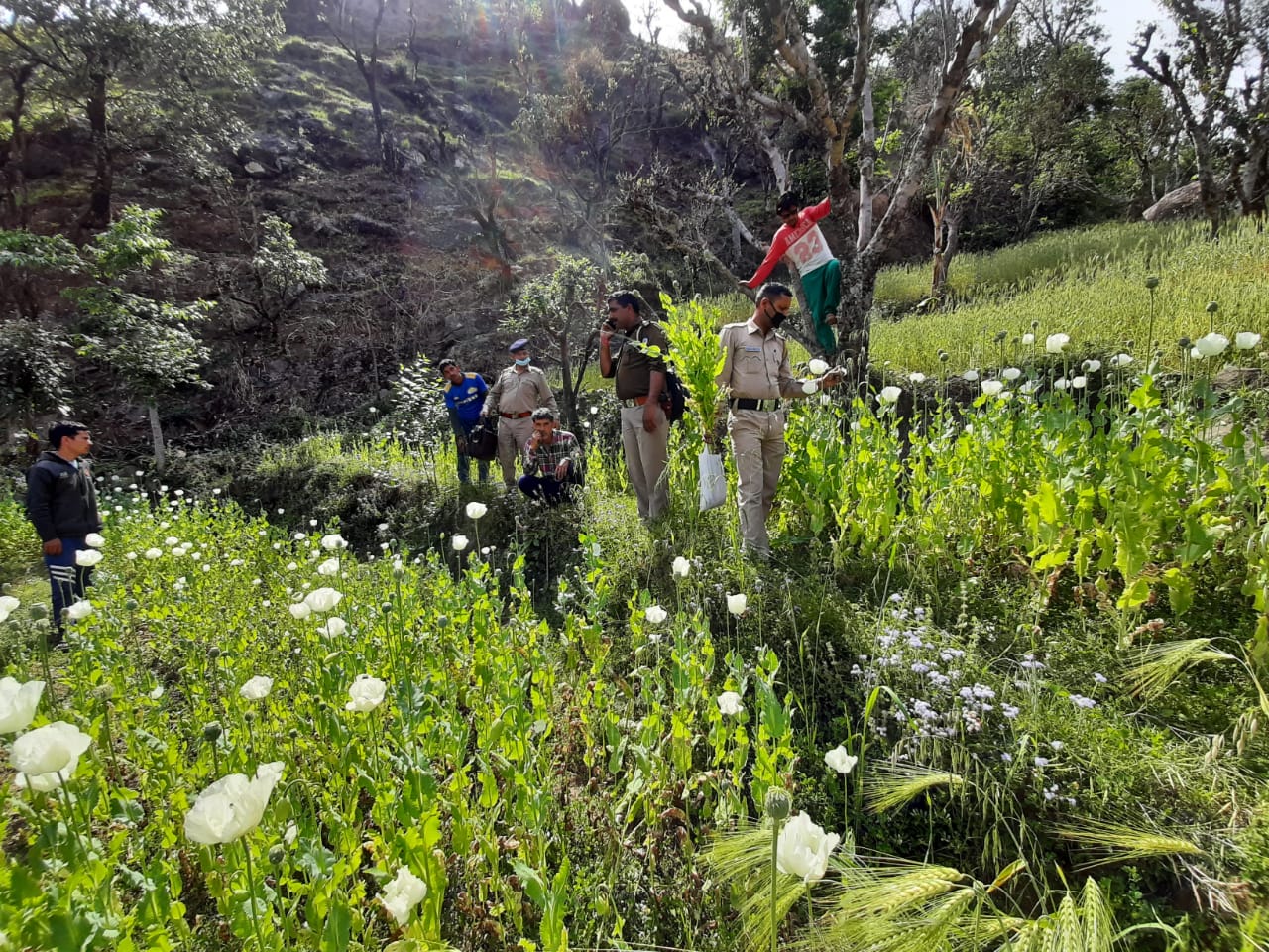 Police action on poppy cultivation in Jogindernagar