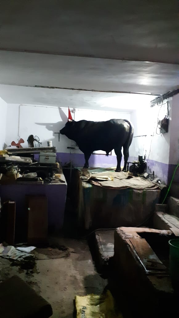 mandi Stray bulls news, मंडी आवारा बैल न्यूज