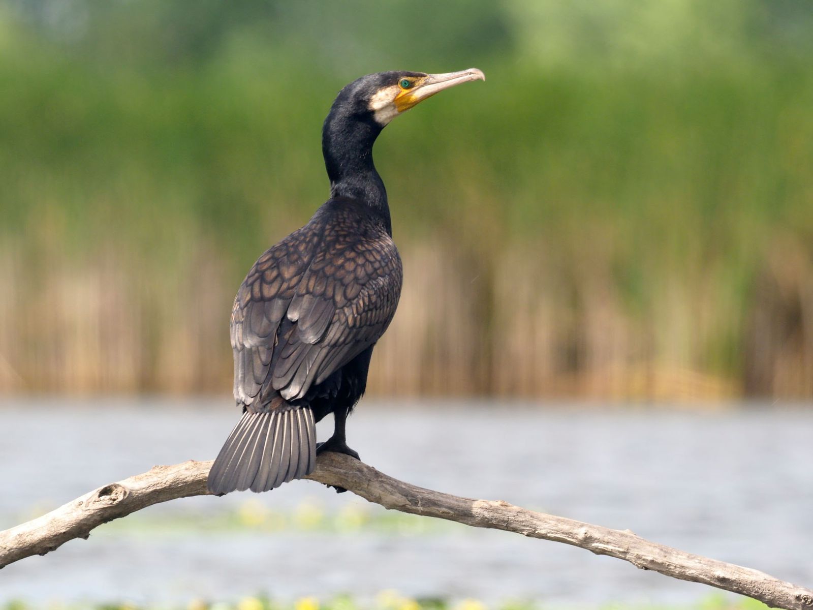 migratory bird in mandi