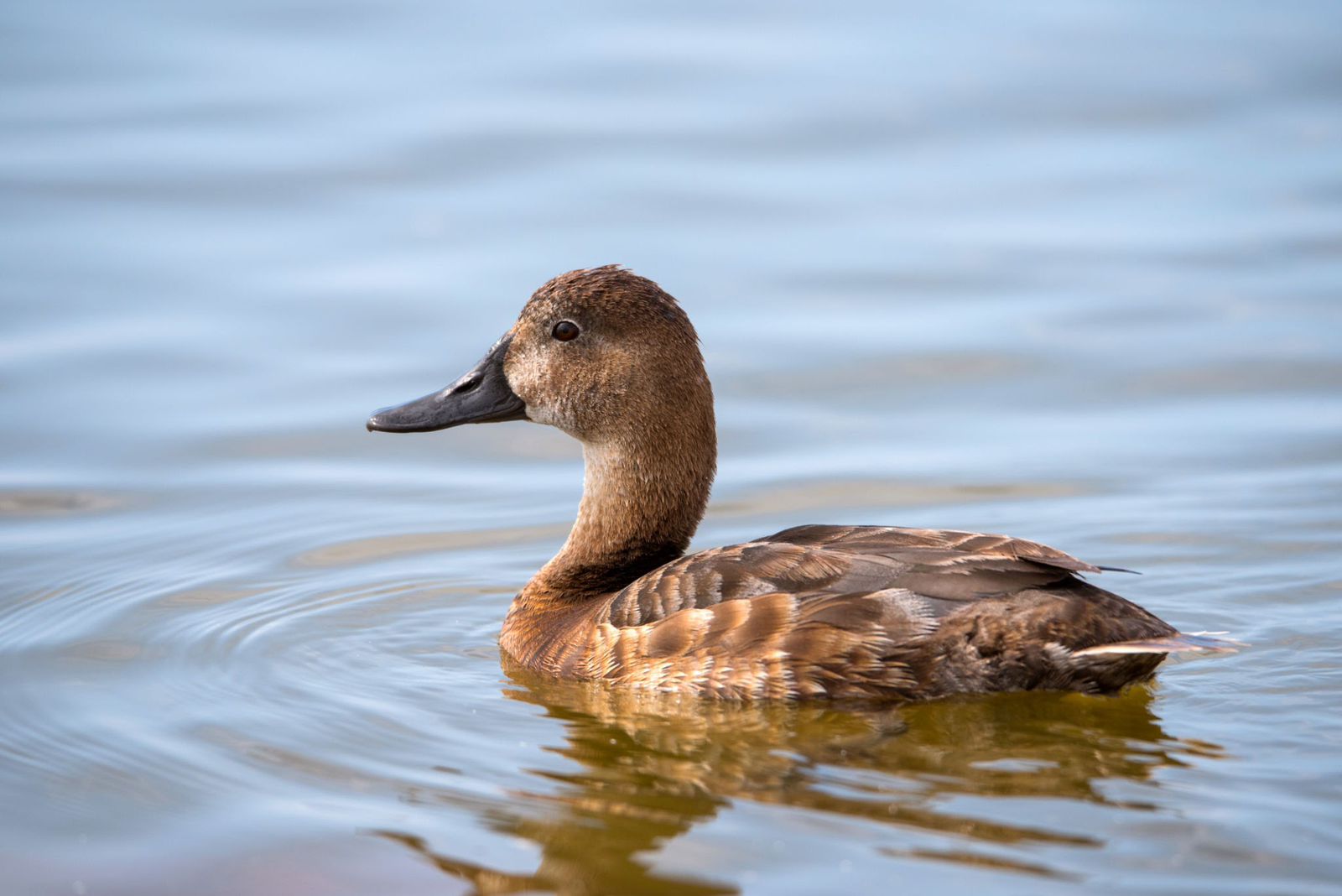 migratory bird in mandi