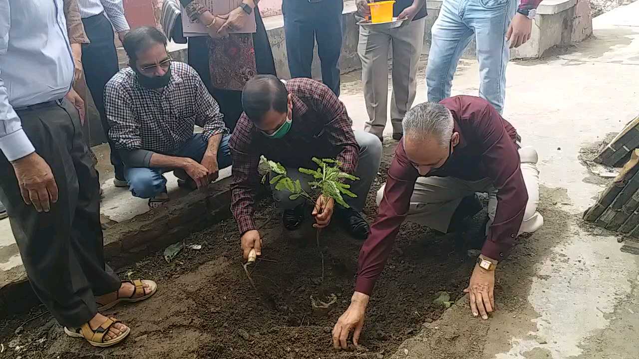 DC Sirmour planting plant