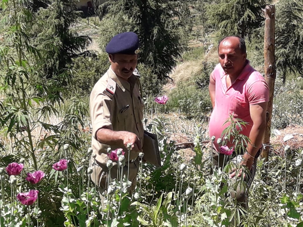 opium and cannabis illegal farming