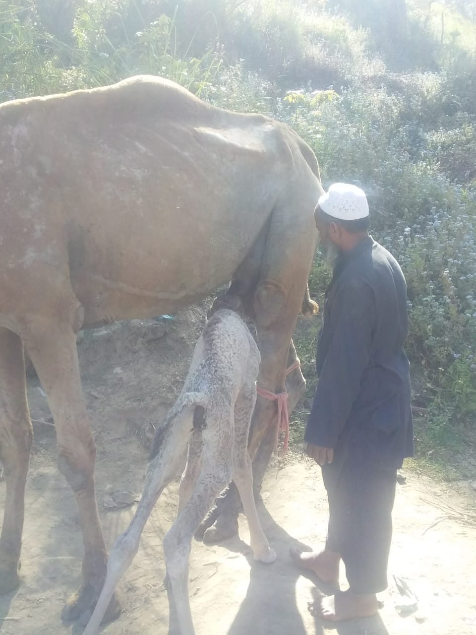 Camel brought from Bikaner gave birth to child in nahan, बीकानेर से लाई ऊंटनी ने दिया बच्चे को जन्म