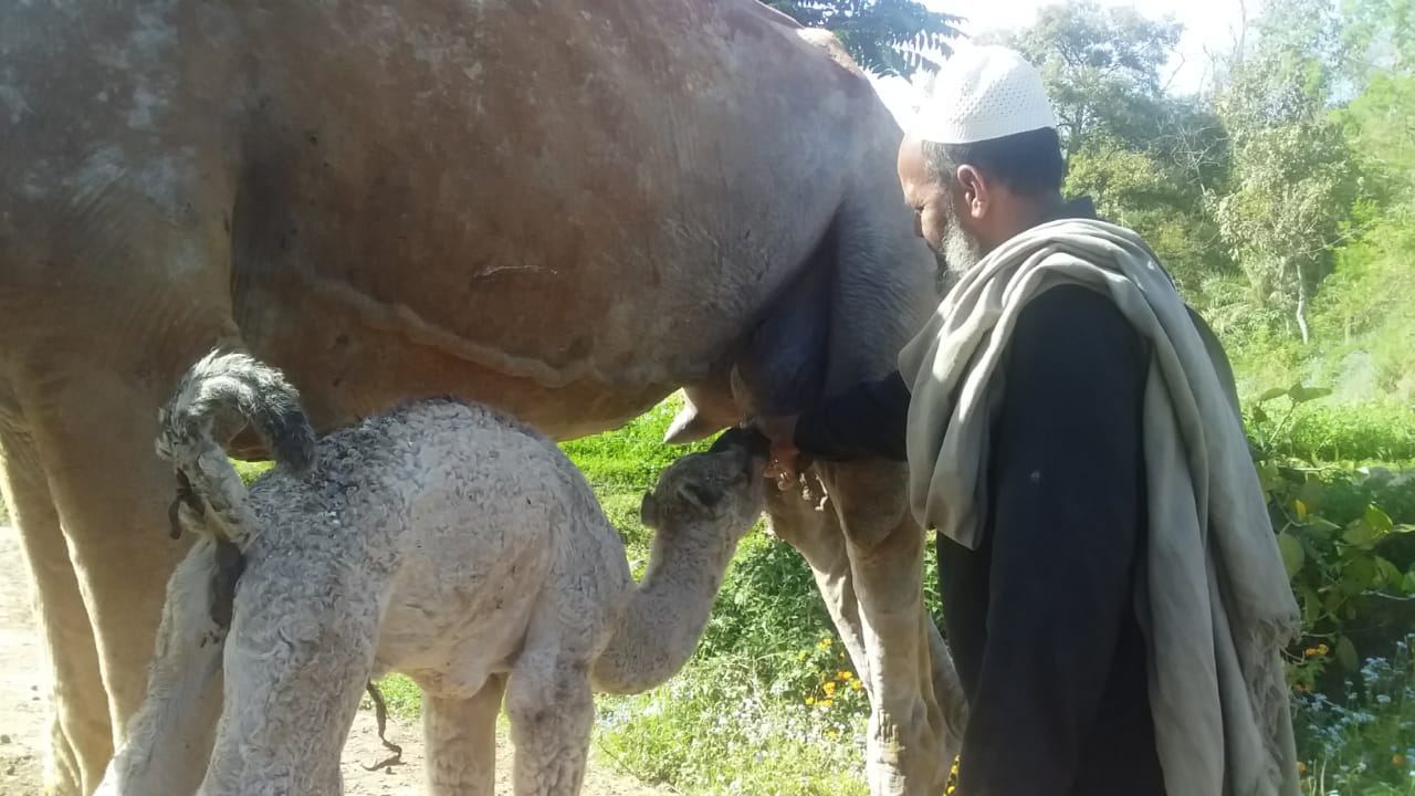 Camel brought from Bikaner gave birth to child in nahan, बीकानेर से लाई ऊंटनी ने दिया बच्चे को जन्म