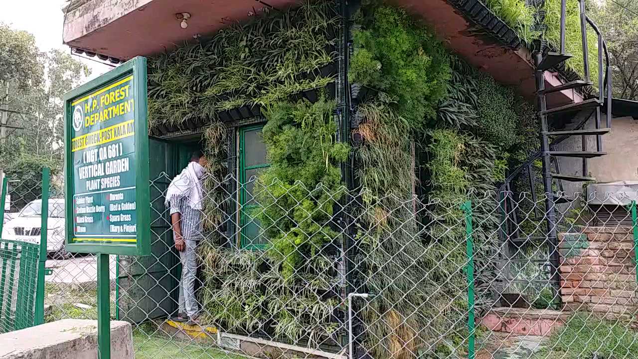 Vertical garden