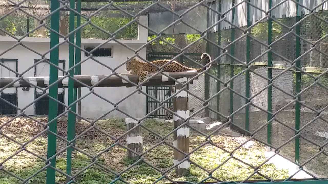 Special story on Zoos of himachal, हिमाचल के चिड़ियाघरों पर न्यूज