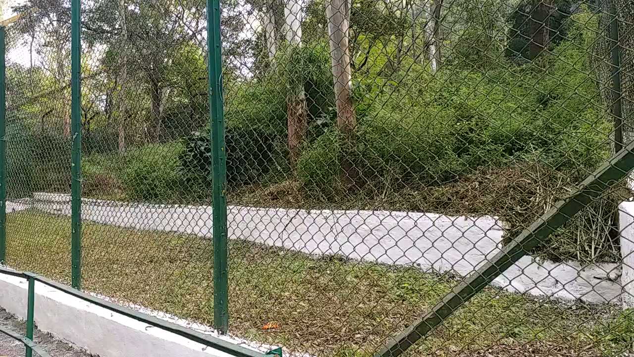 No tiger in renuka ji zoo