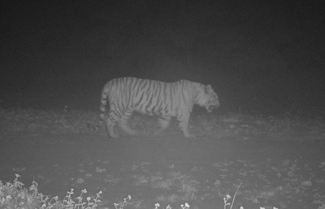 Tiger seen in Simbalbara Park