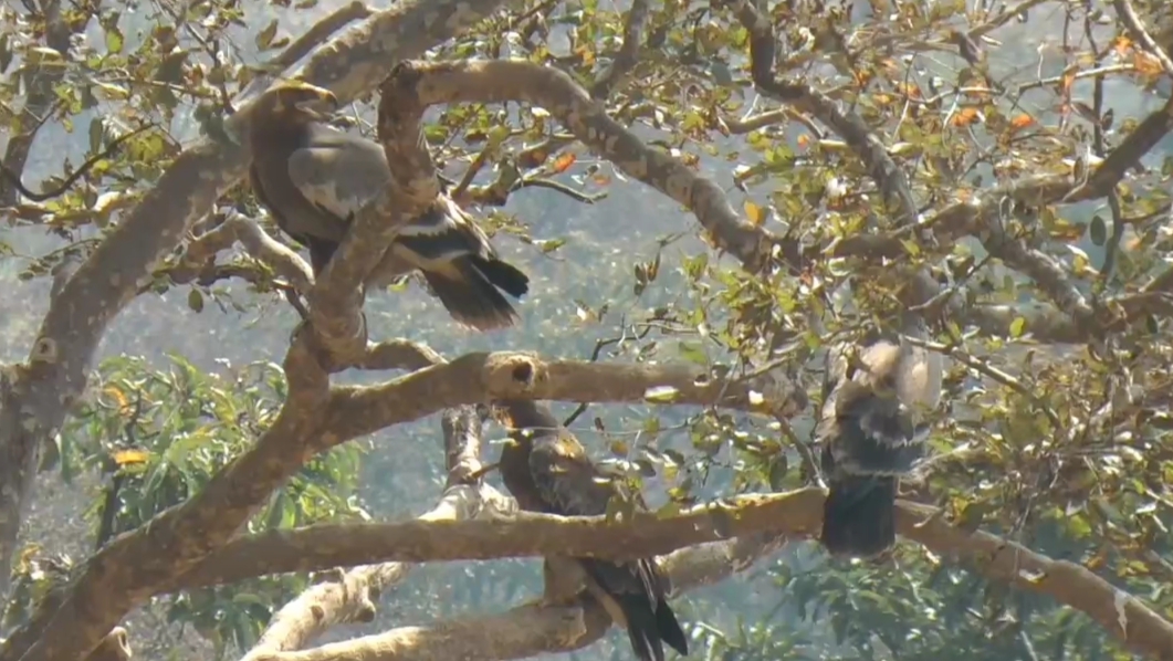 vultures increased in himachal