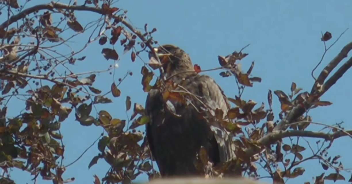 vultures increased in himachal