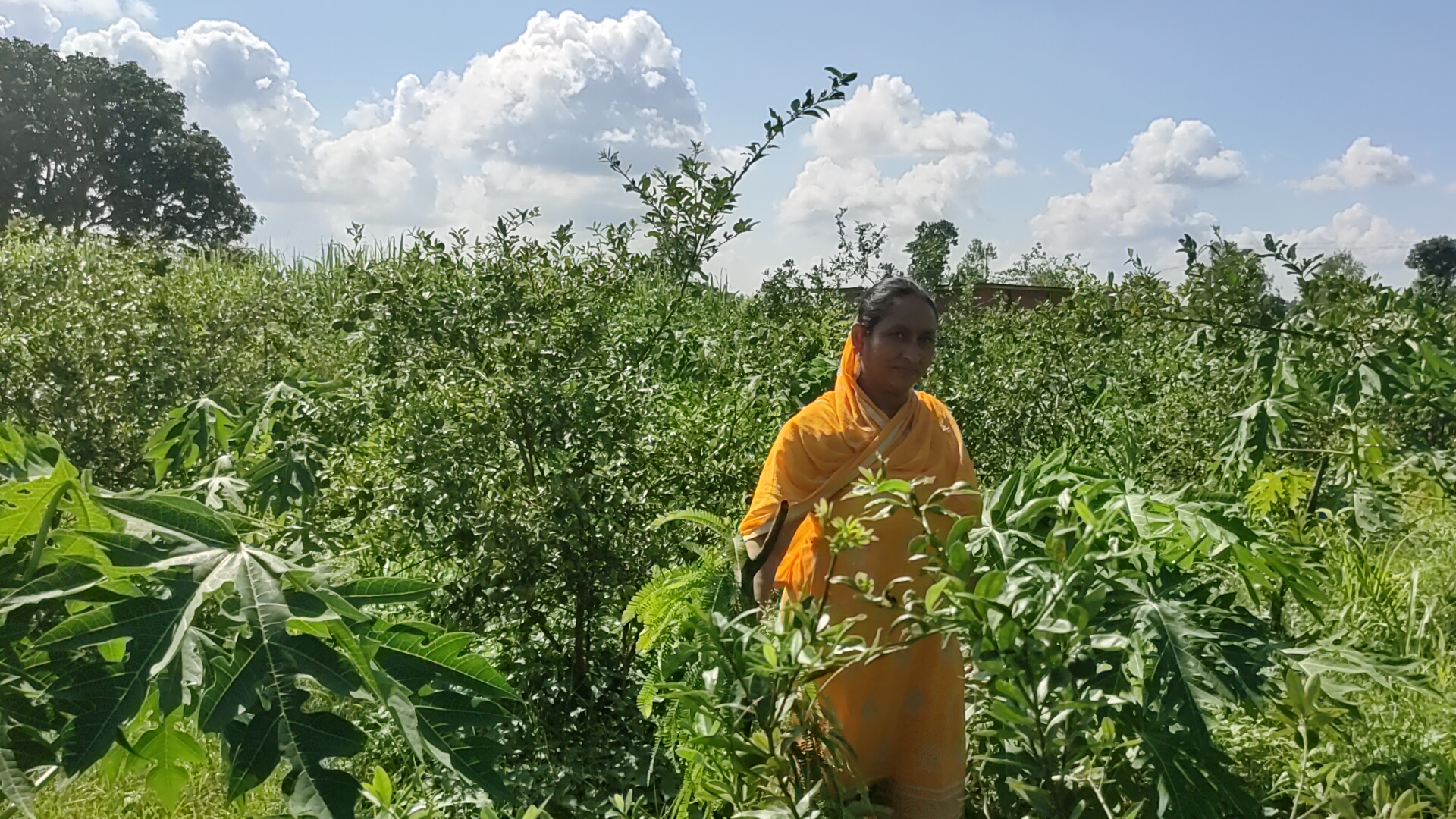 Natural Farming in Paonta Sahib