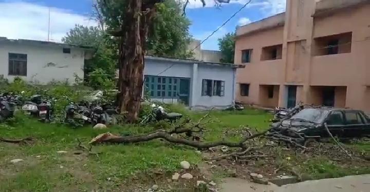 Chances of accident due to dry tree in Paonta police station