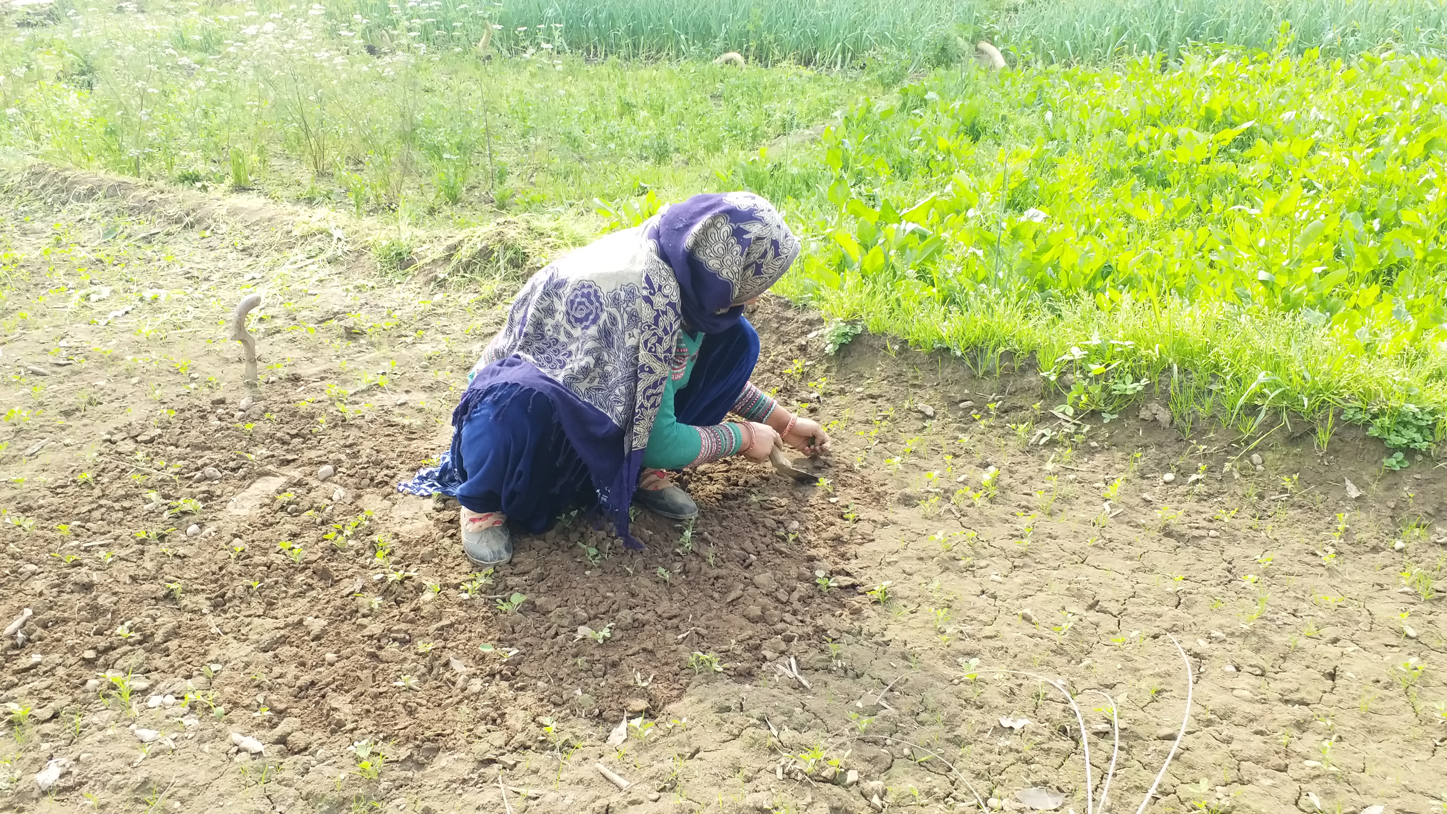 natural farming in Paonta Sahib