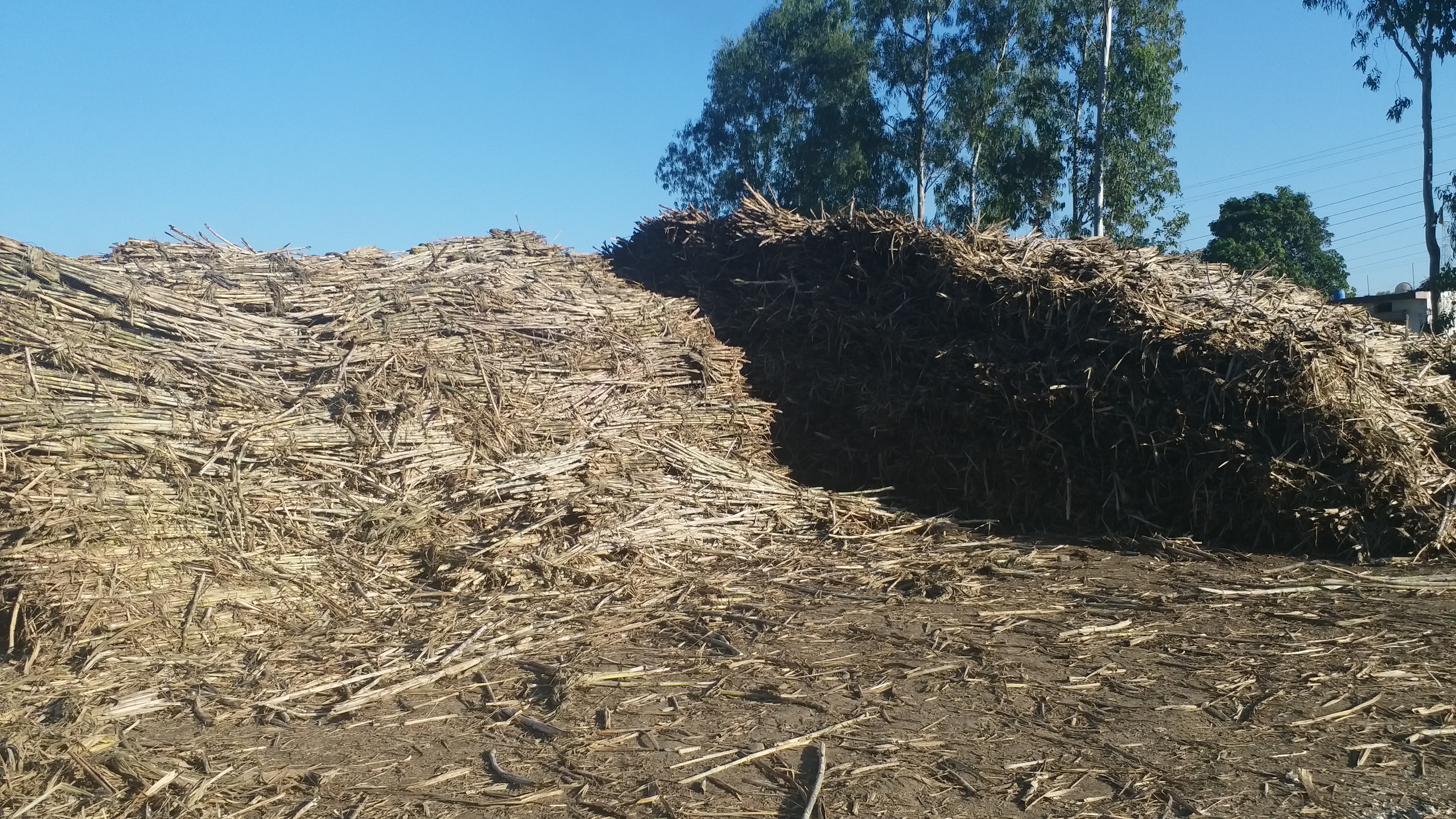 cororna effect on Sugarcane business in Paonta Sahib