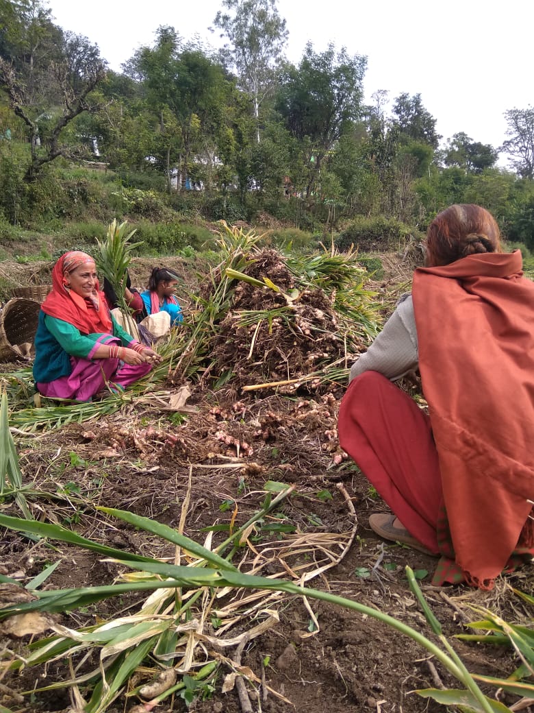 Farmers are facing problems due to low prices of ginger crop in Sirmaur