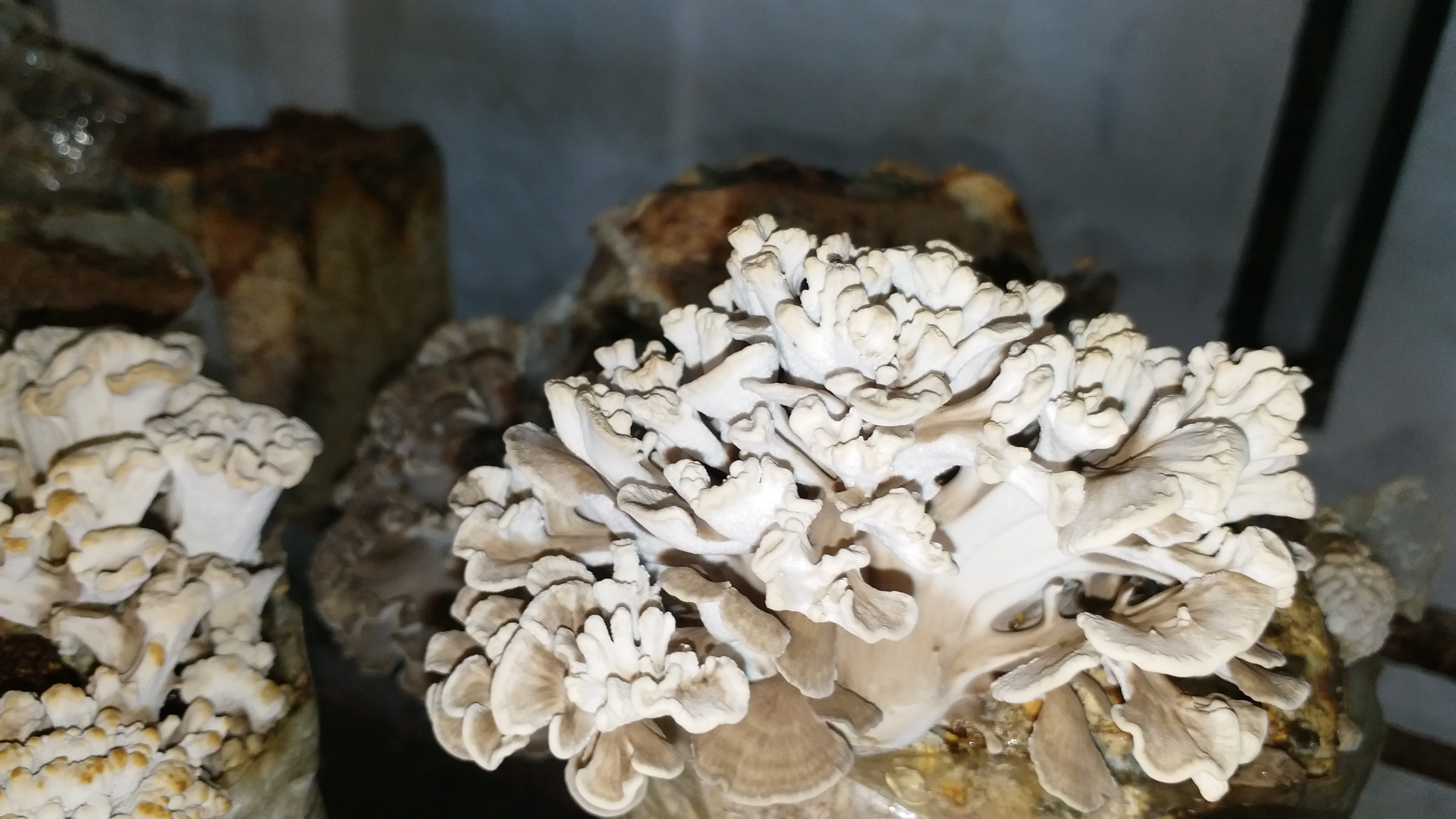 Grifola mushroom solan news, ग्राइफोला मशरूम सोलन न्यूज