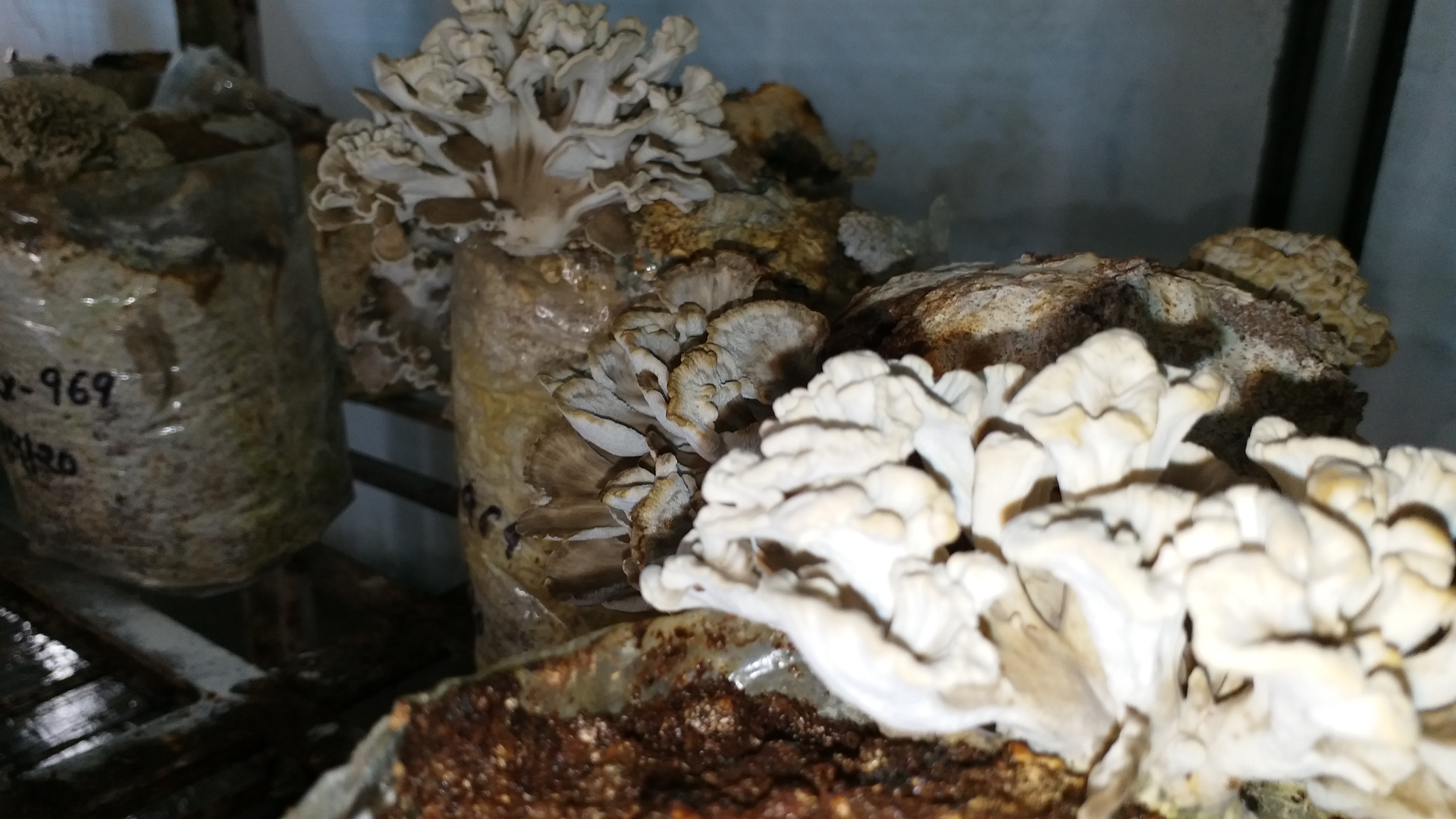 Grifola mushroom solan news, ग्राइफोला मशरूम सोलन न्यूज