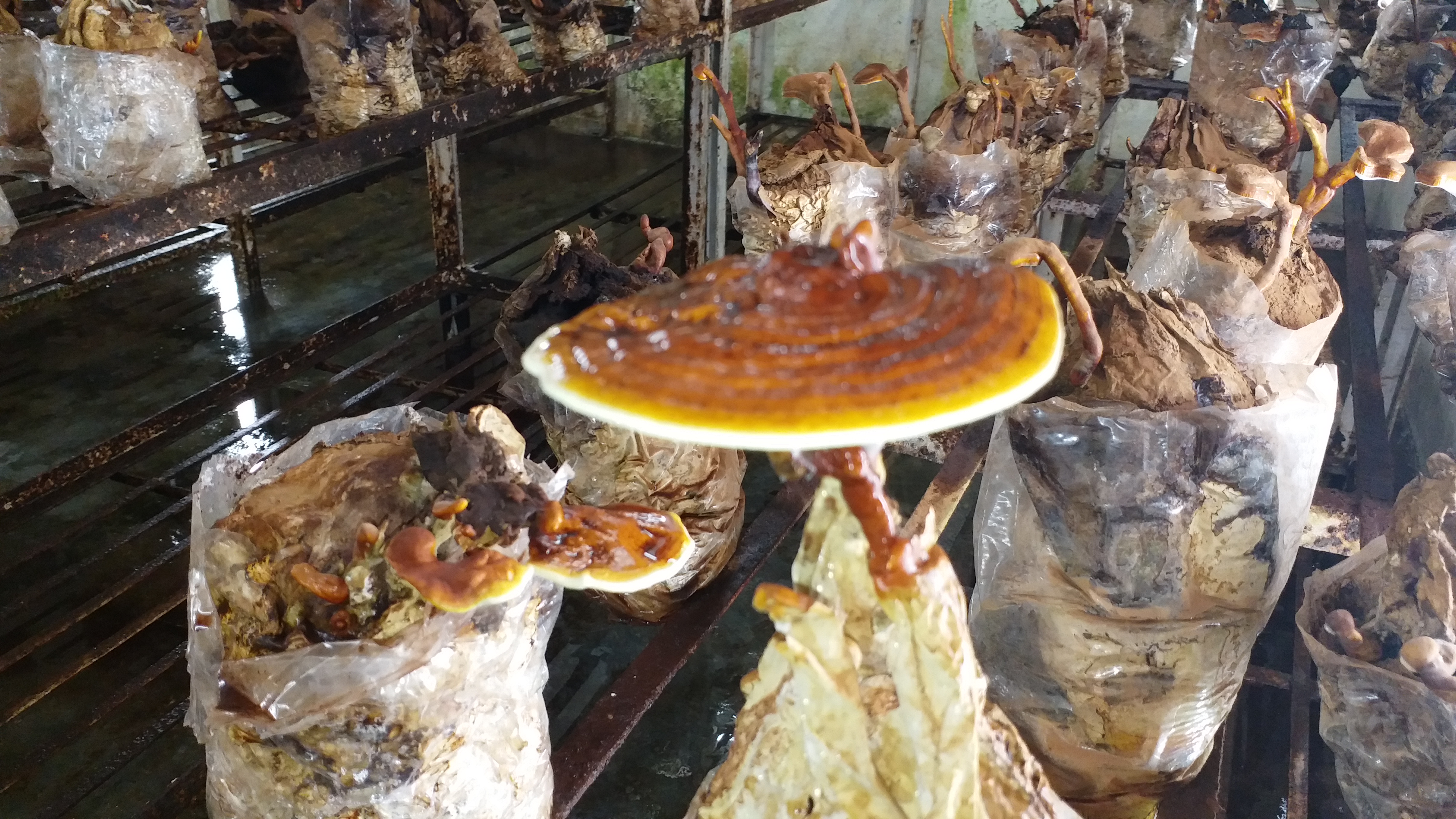 Ganoderma lucidum