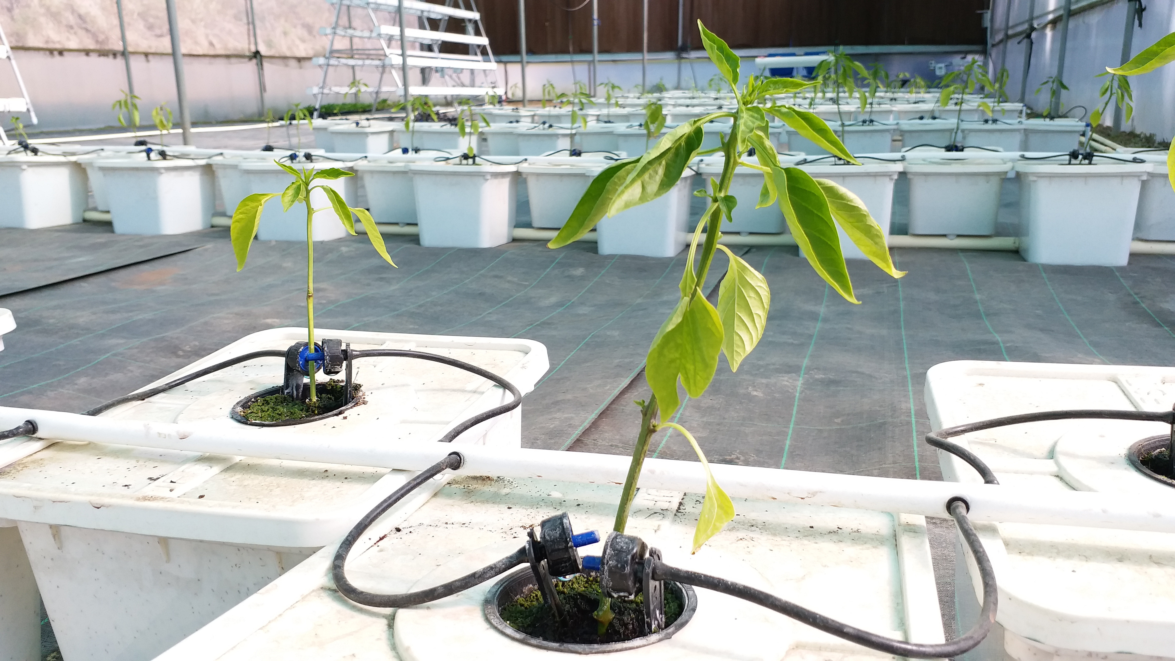 Hydroponic Techniques in Himachal