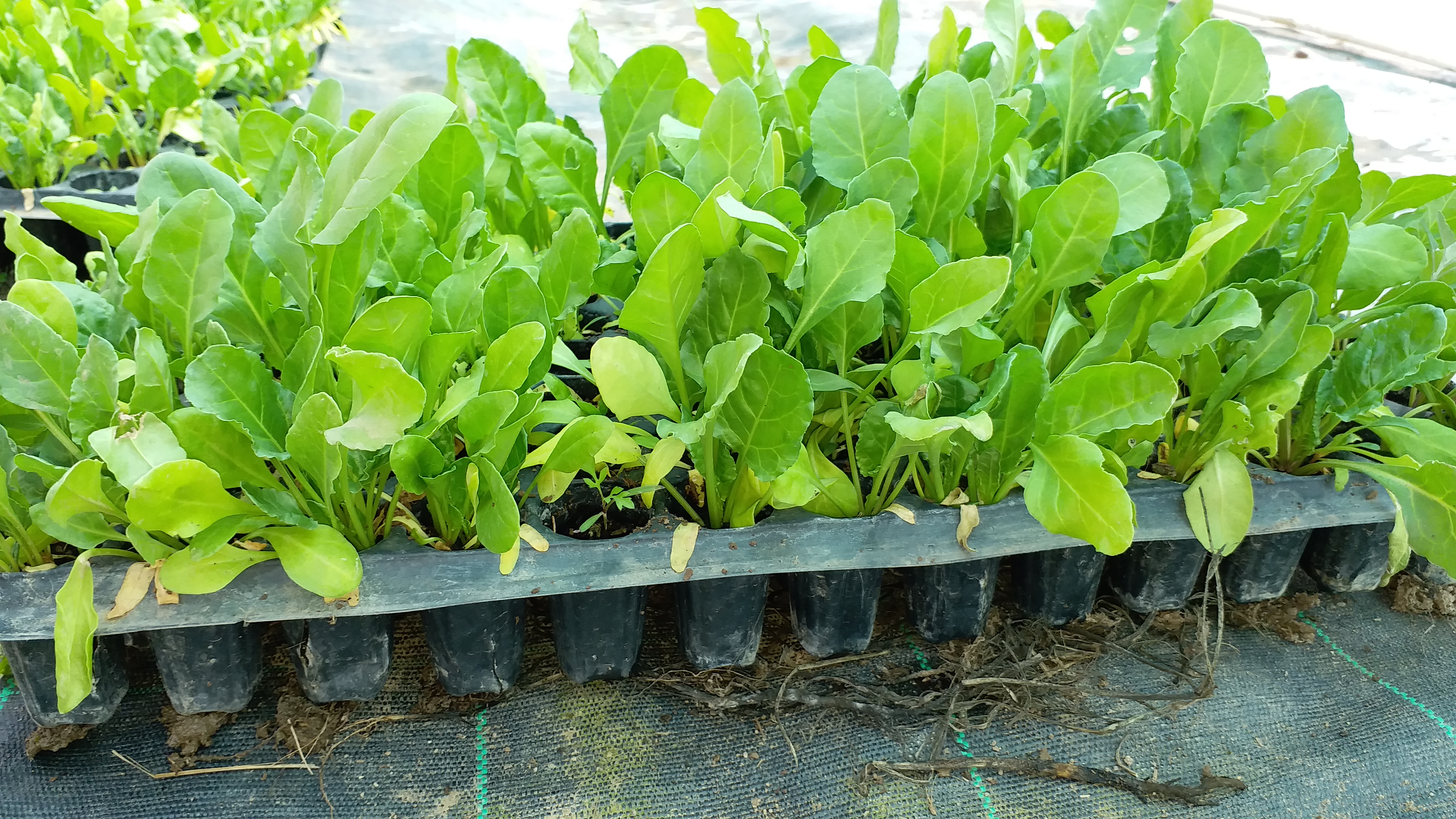 Hydroponic Techniques in Himachal