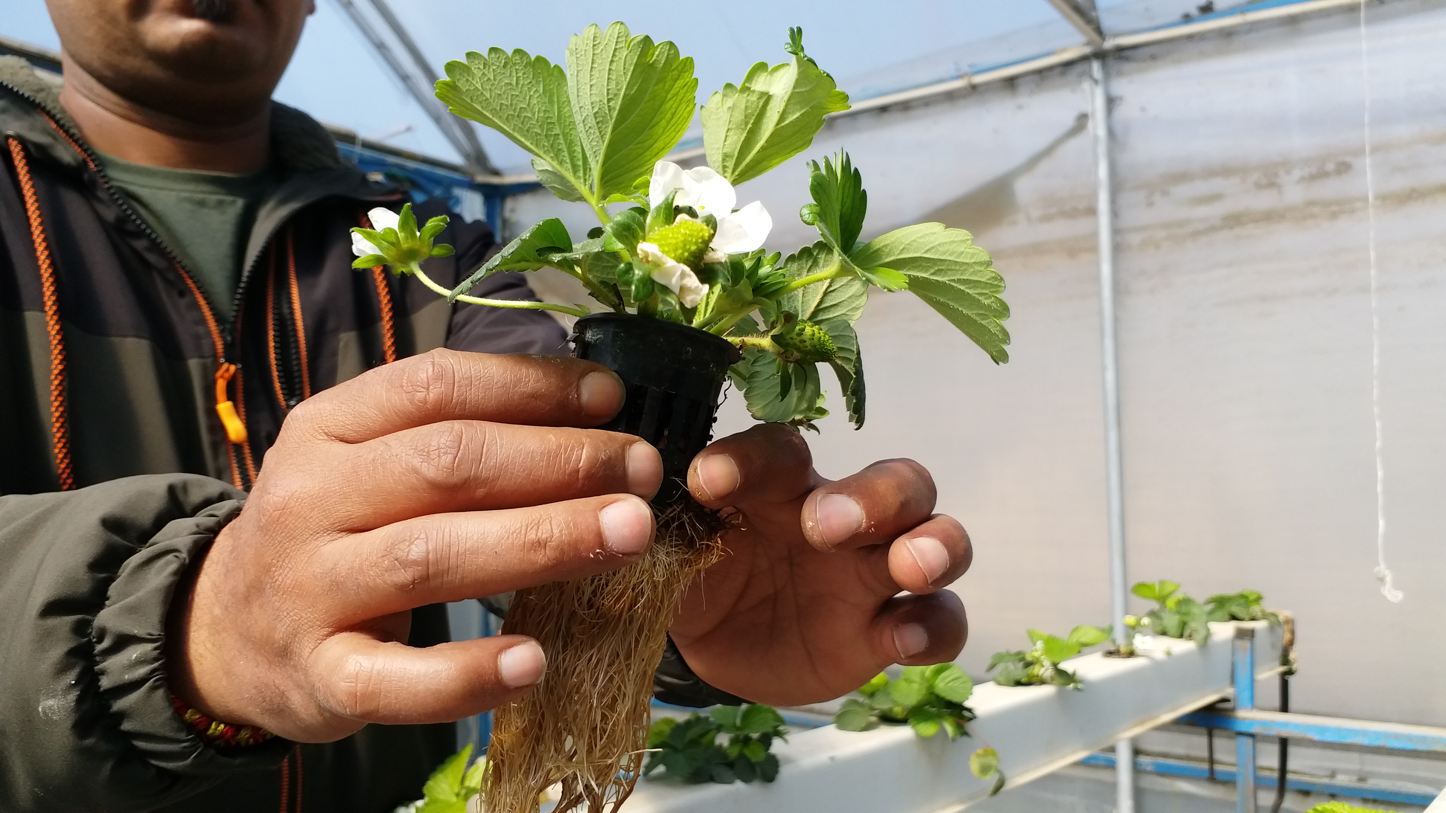 Hydroponic Techniques in Himachal